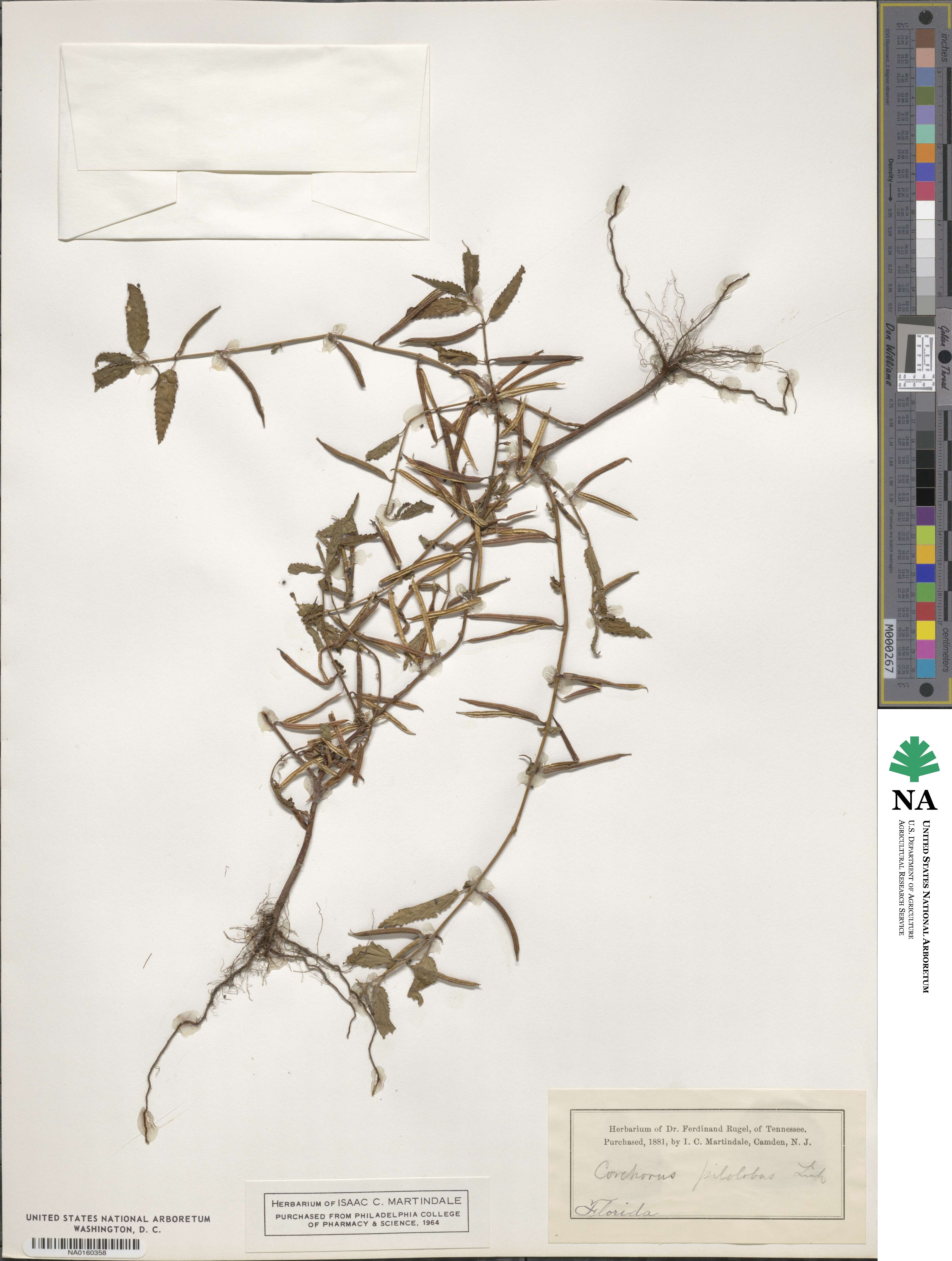 Corchorus hirtus image