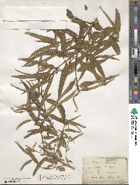 Image of Corchorus tridens