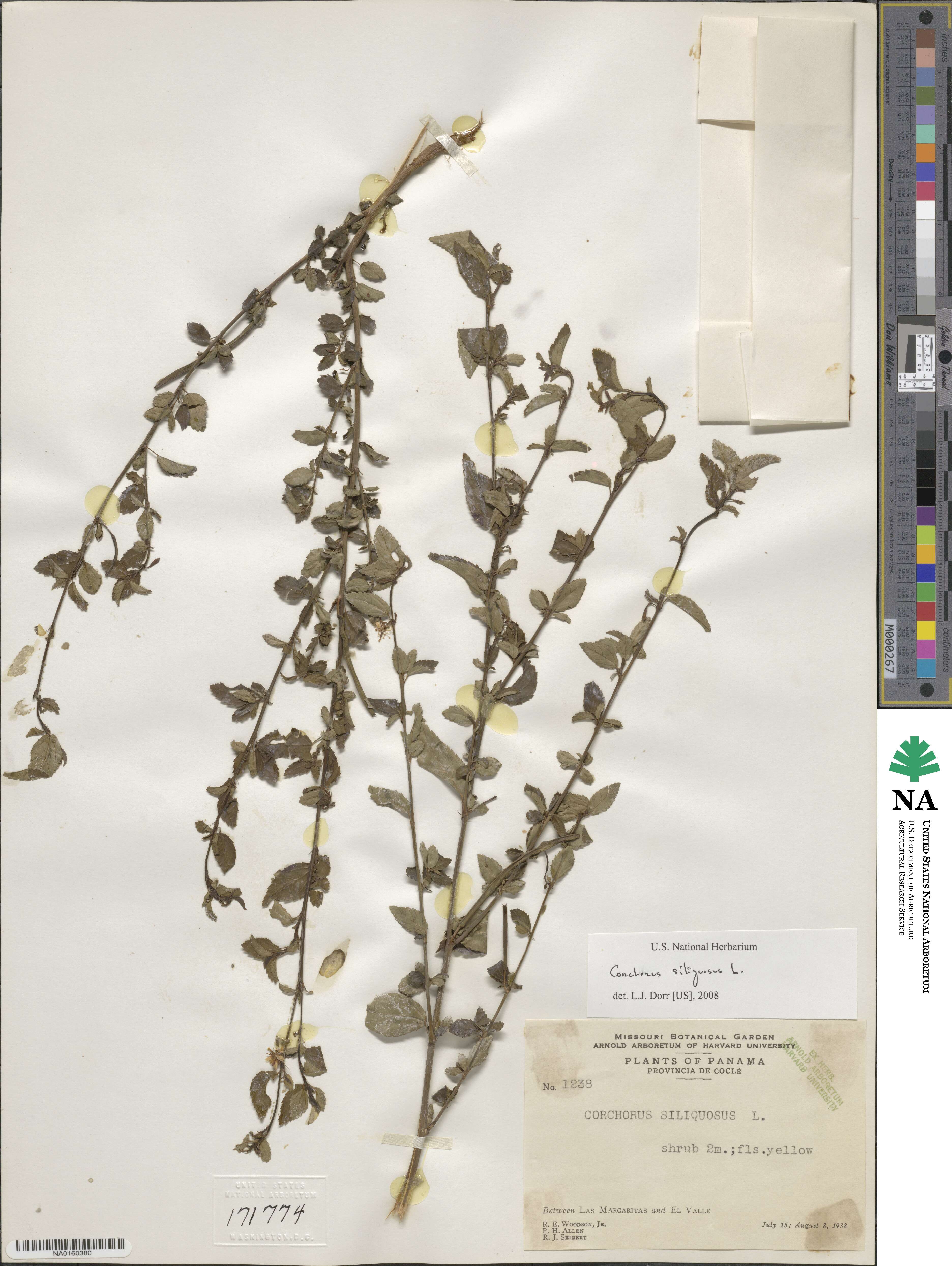 Corchorus siliquosus image