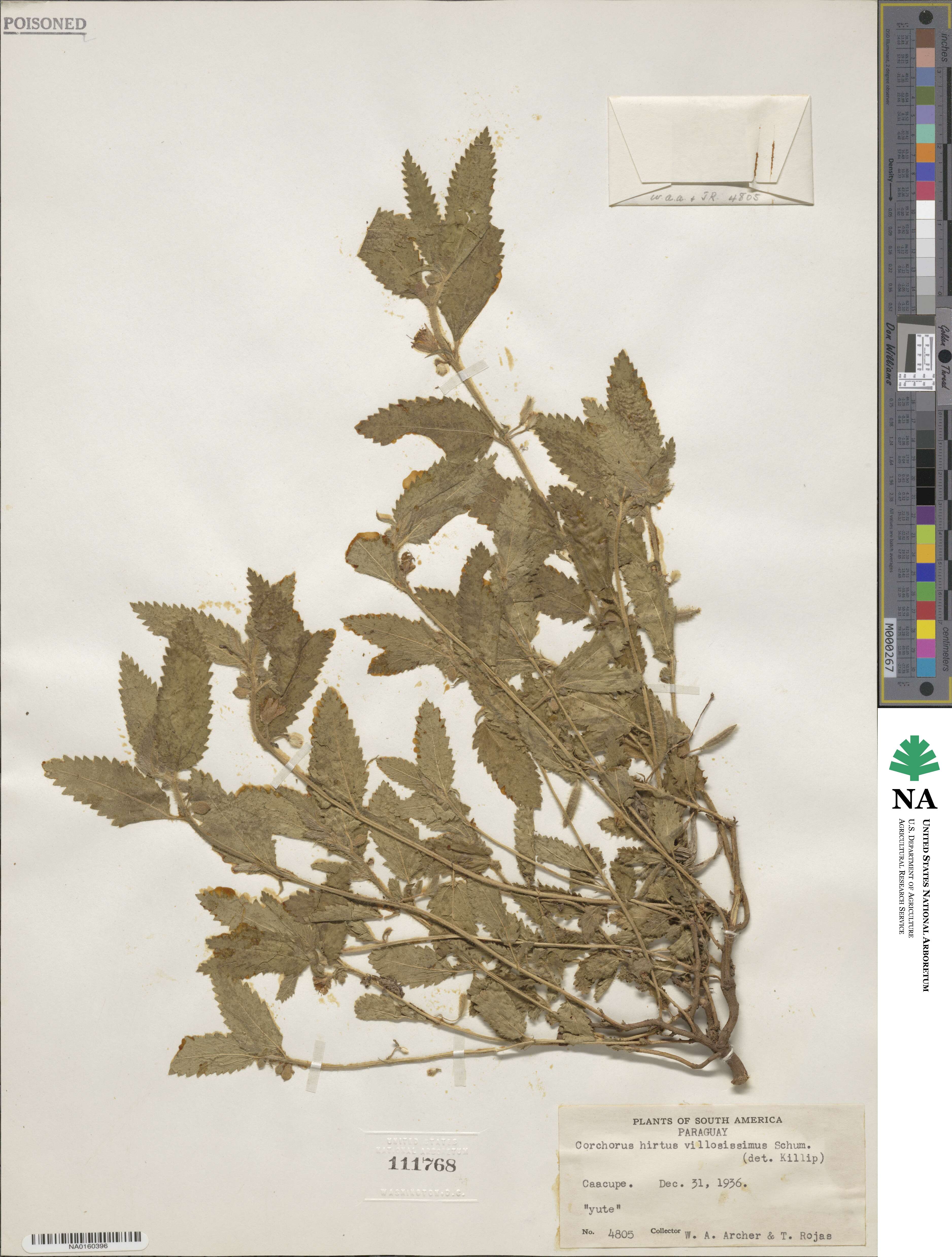 Corchorus hirtus image