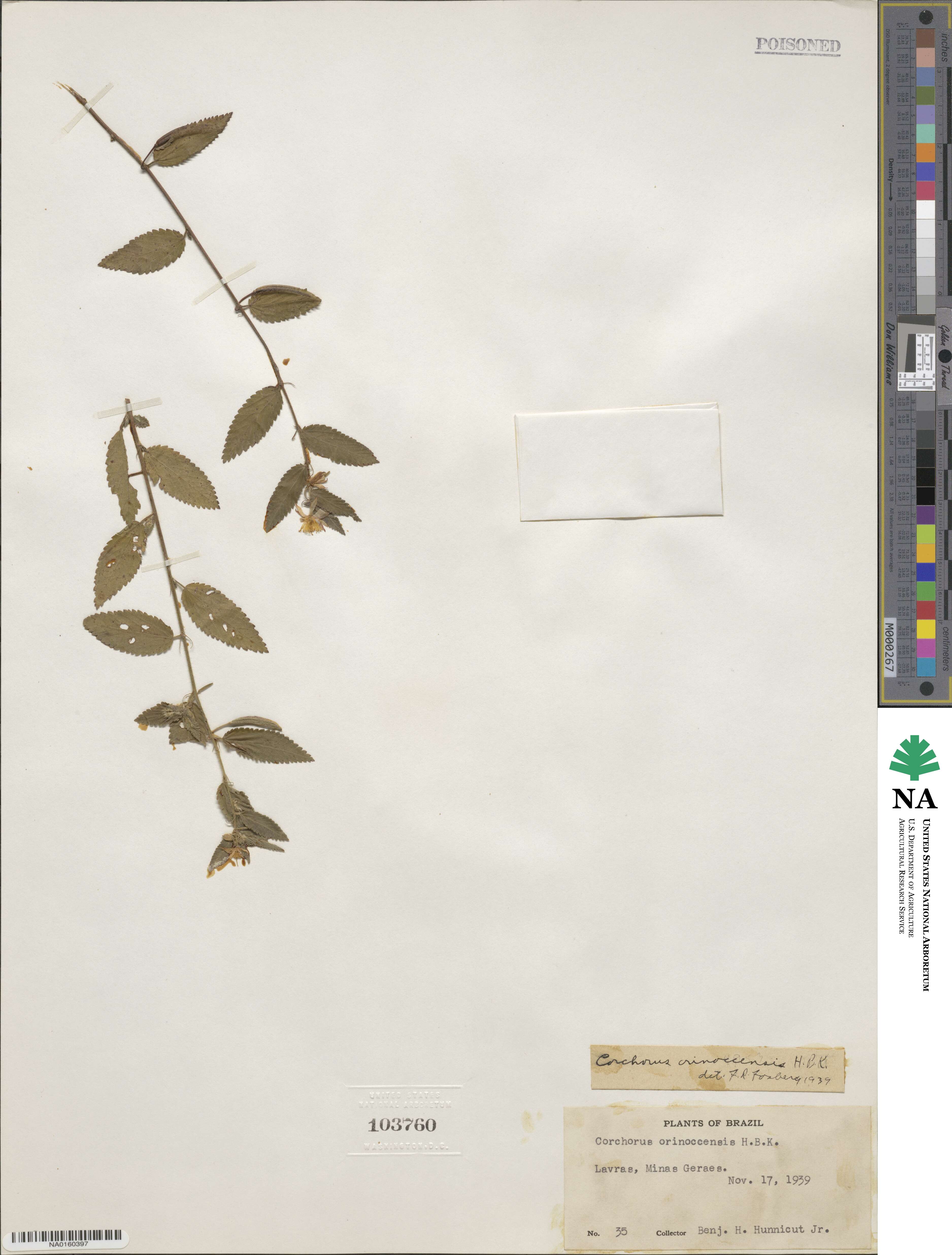 Corchorus orinocensis image
