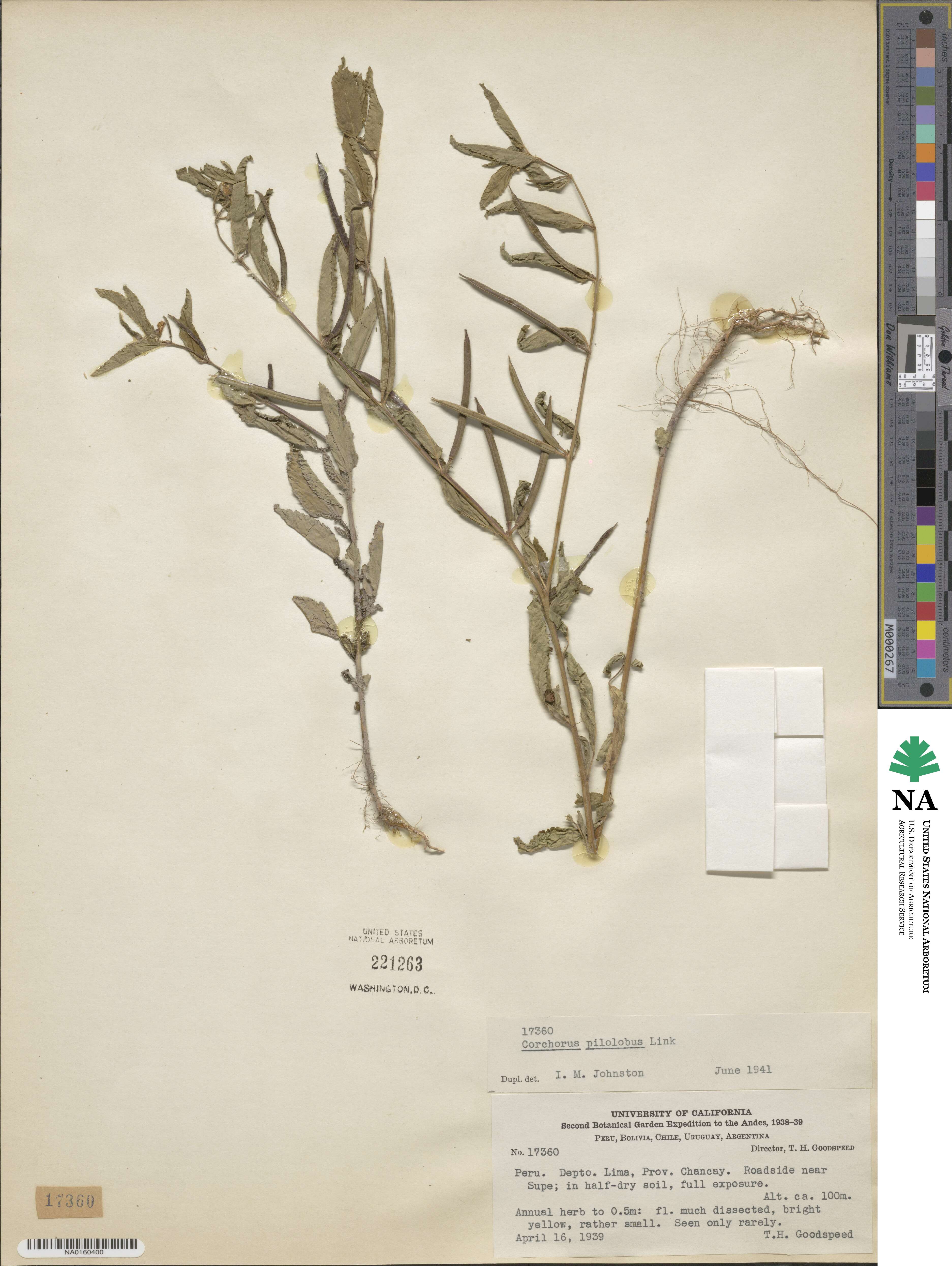 Corchorus hirtus image