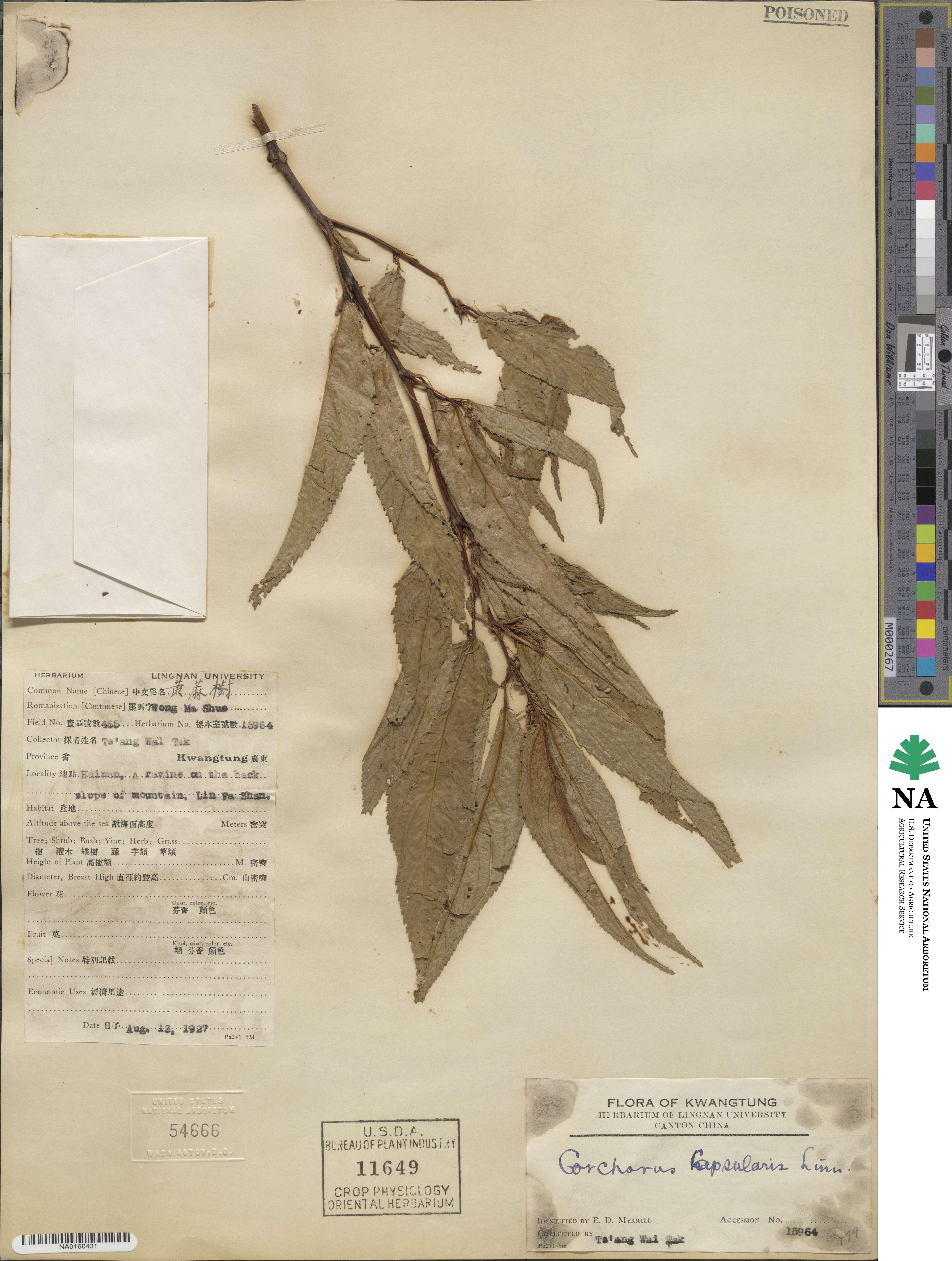 Corchorus capsularis image