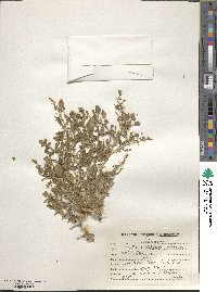 Image of Corchorus depressus