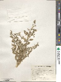 Corchorus depressus image