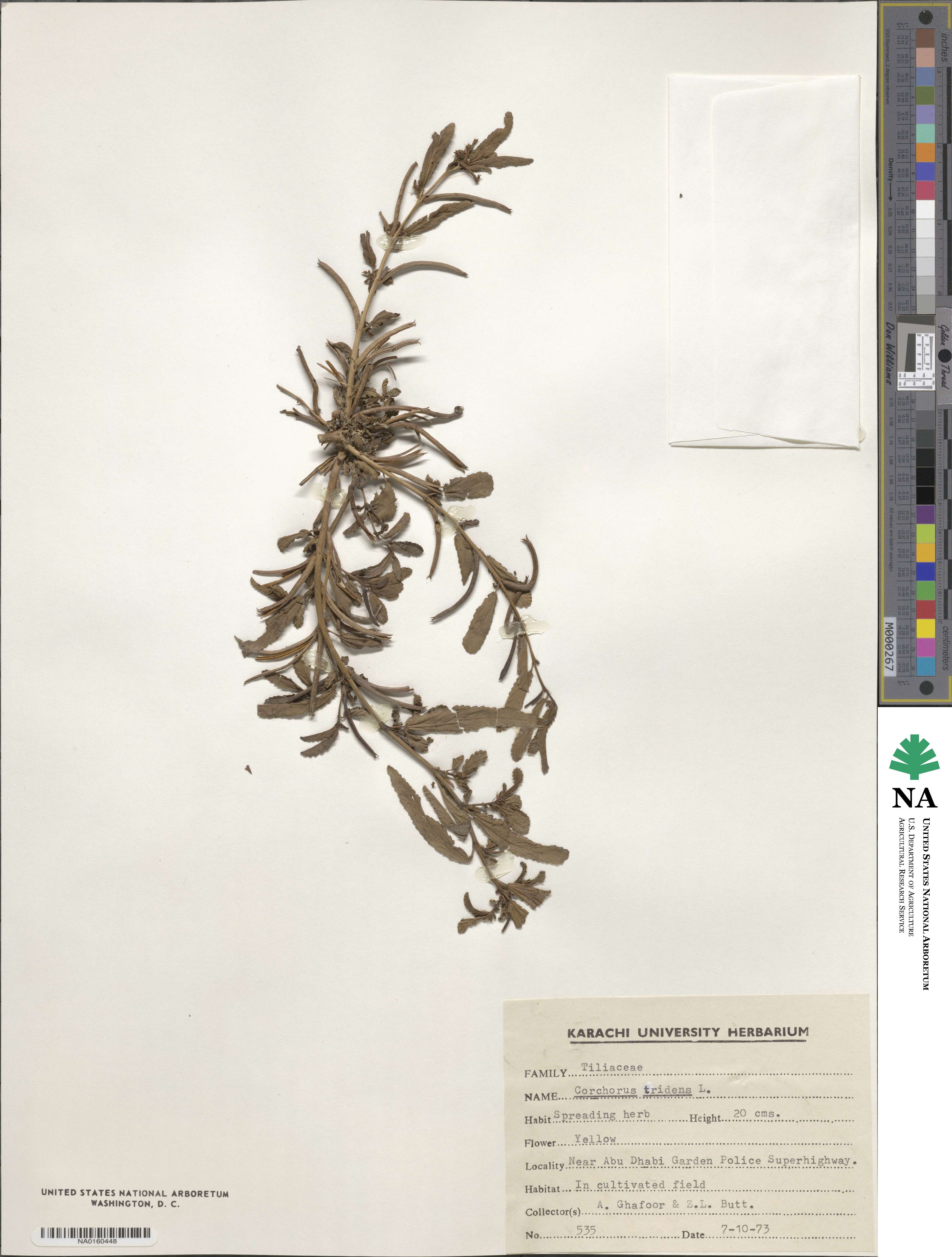 Corchorus tridens image