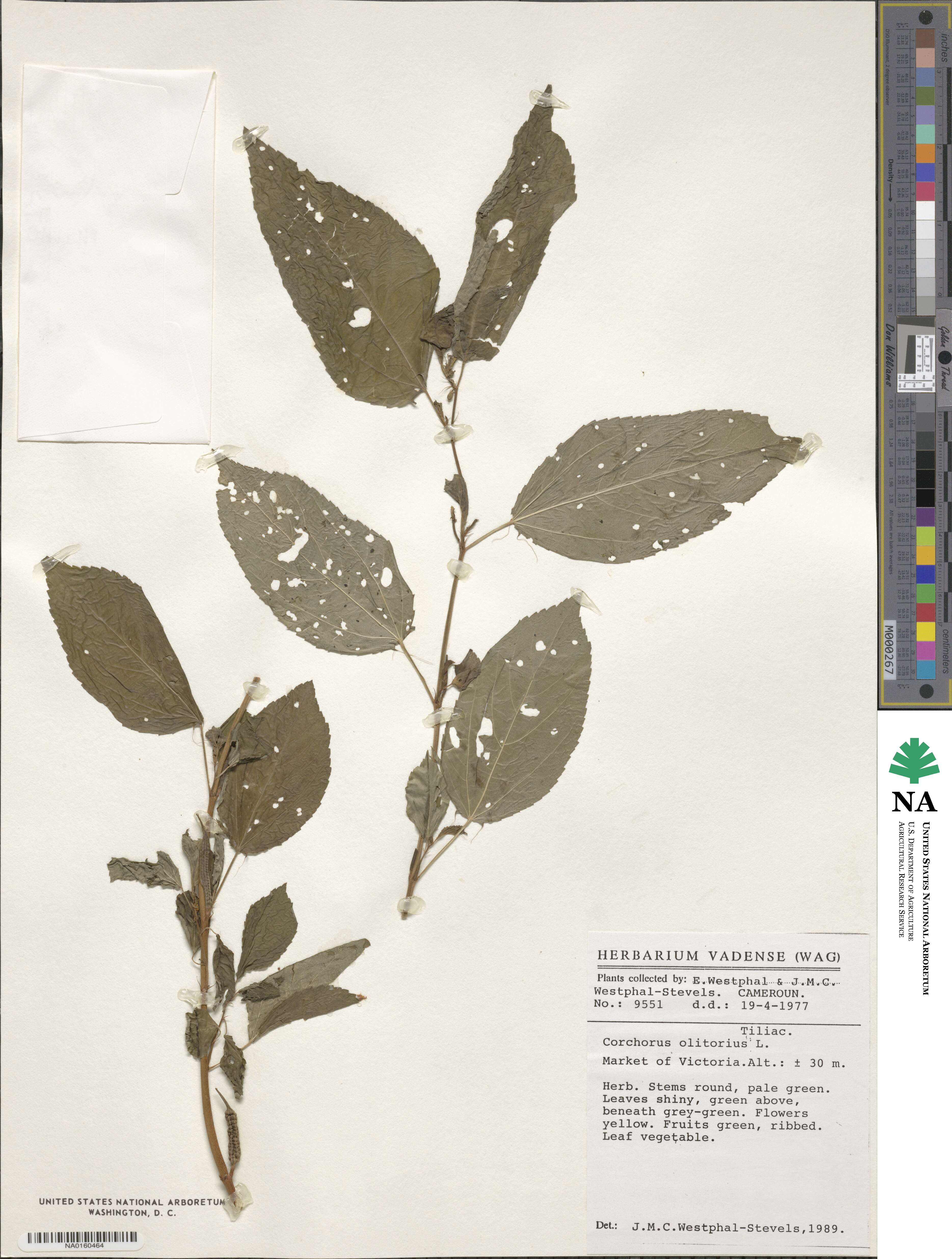 Corchorus olitorius image