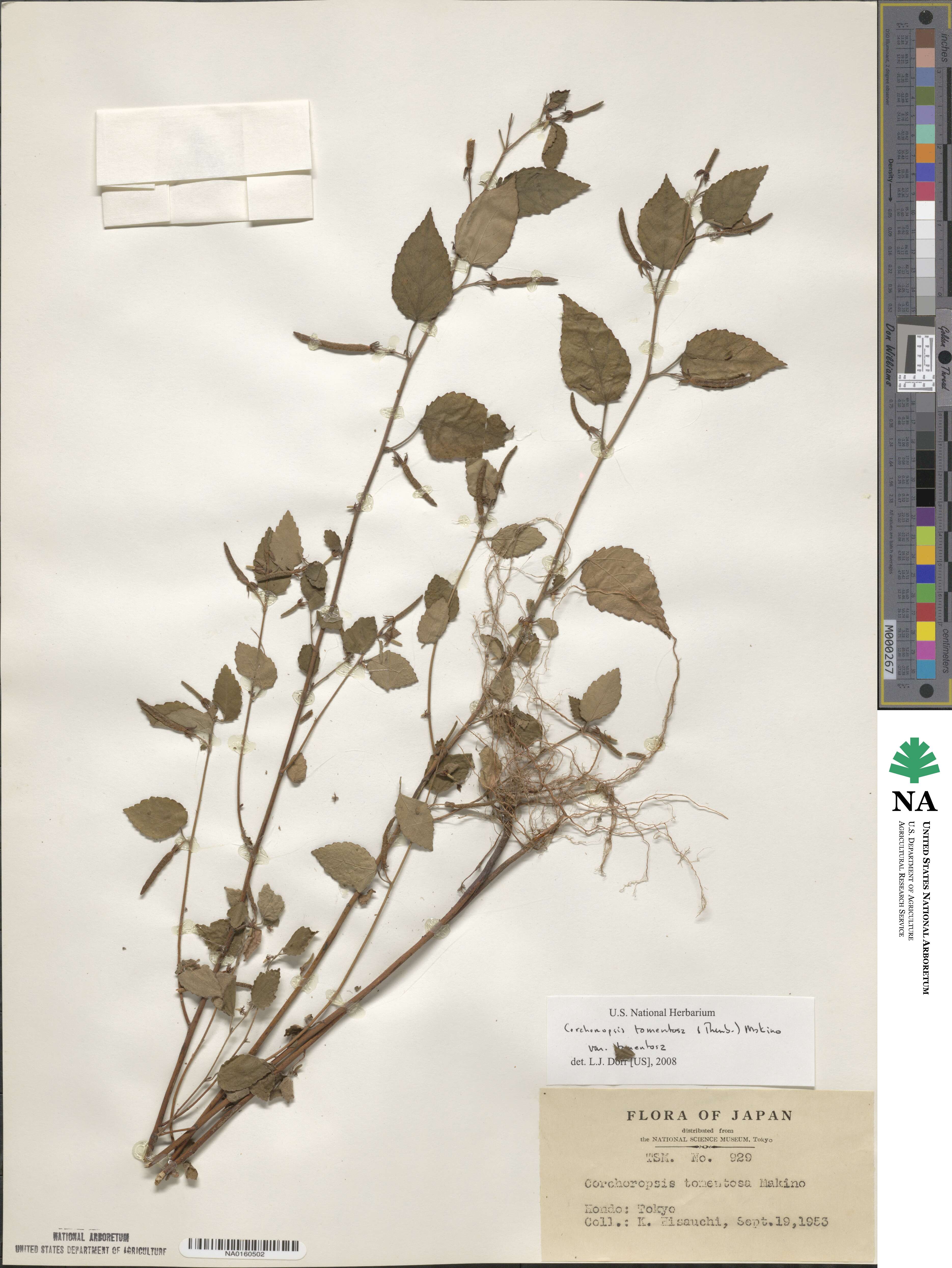 Corchoropsis tomentosa var. tomentosa image