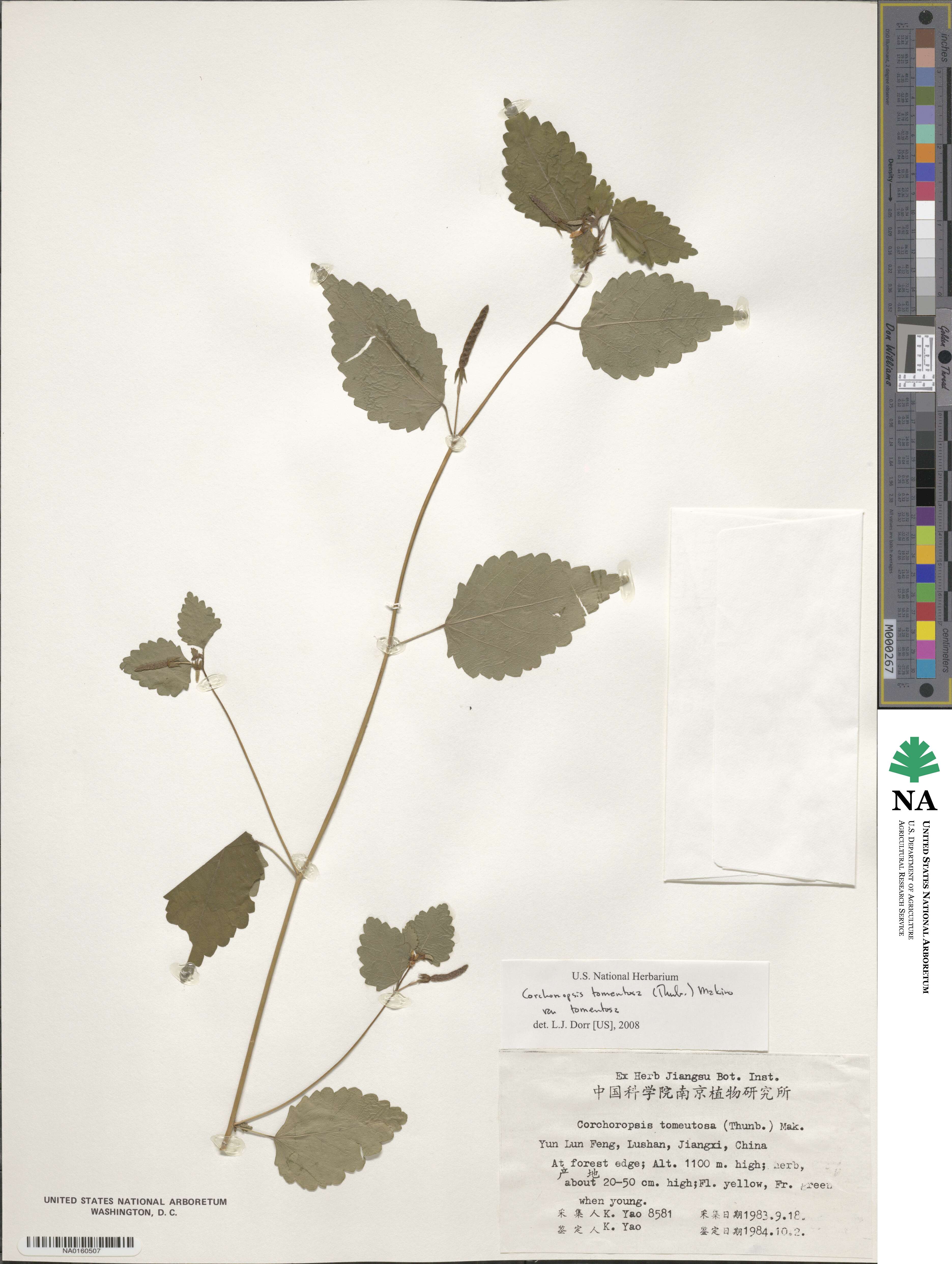 Corchoropsis tomentosa image