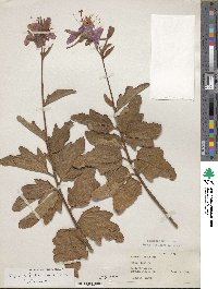 Image of Clappertonia ficifolia