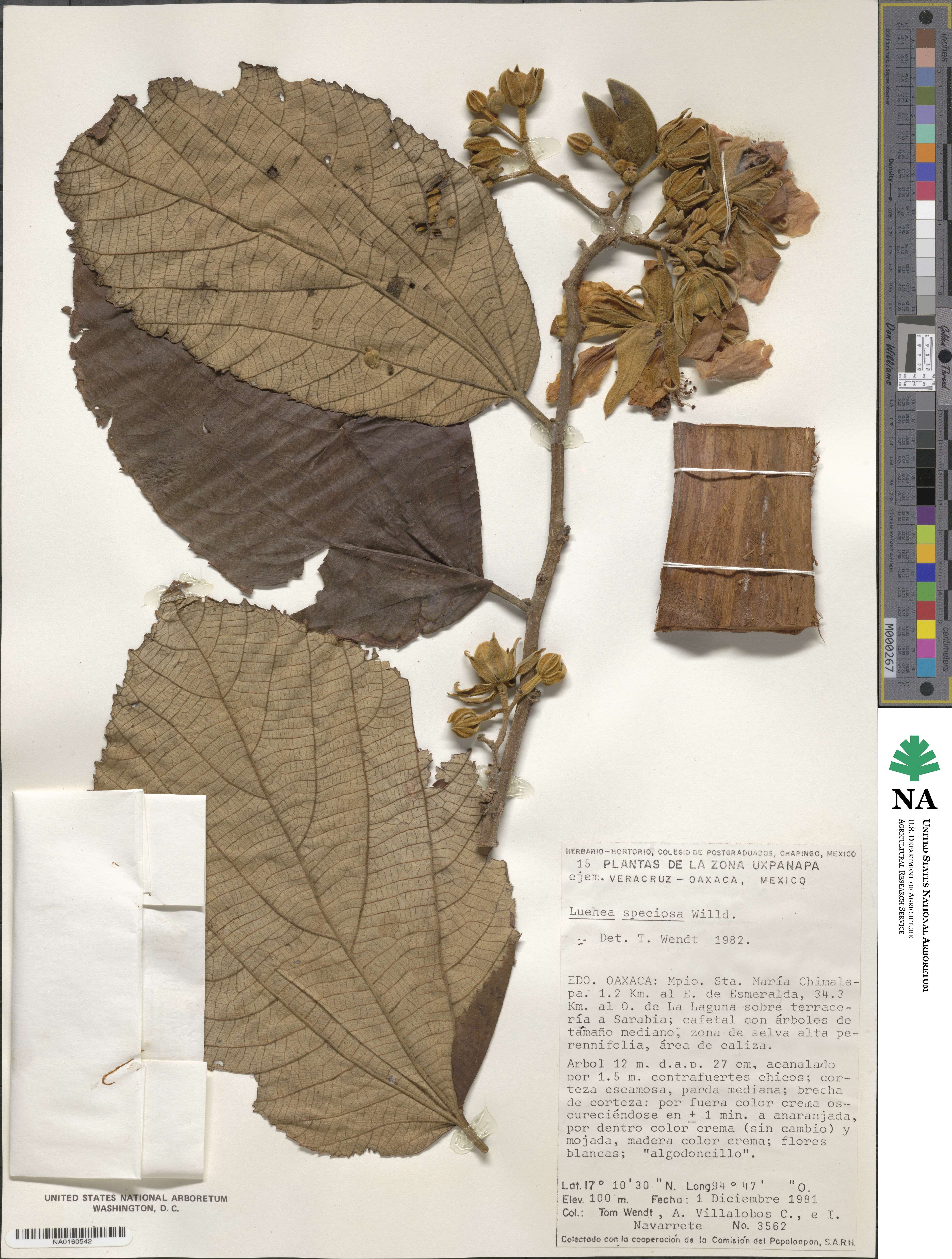 Luehea speciosa image