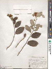 Luehea divaricata image