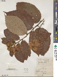 Luehea speciosa image