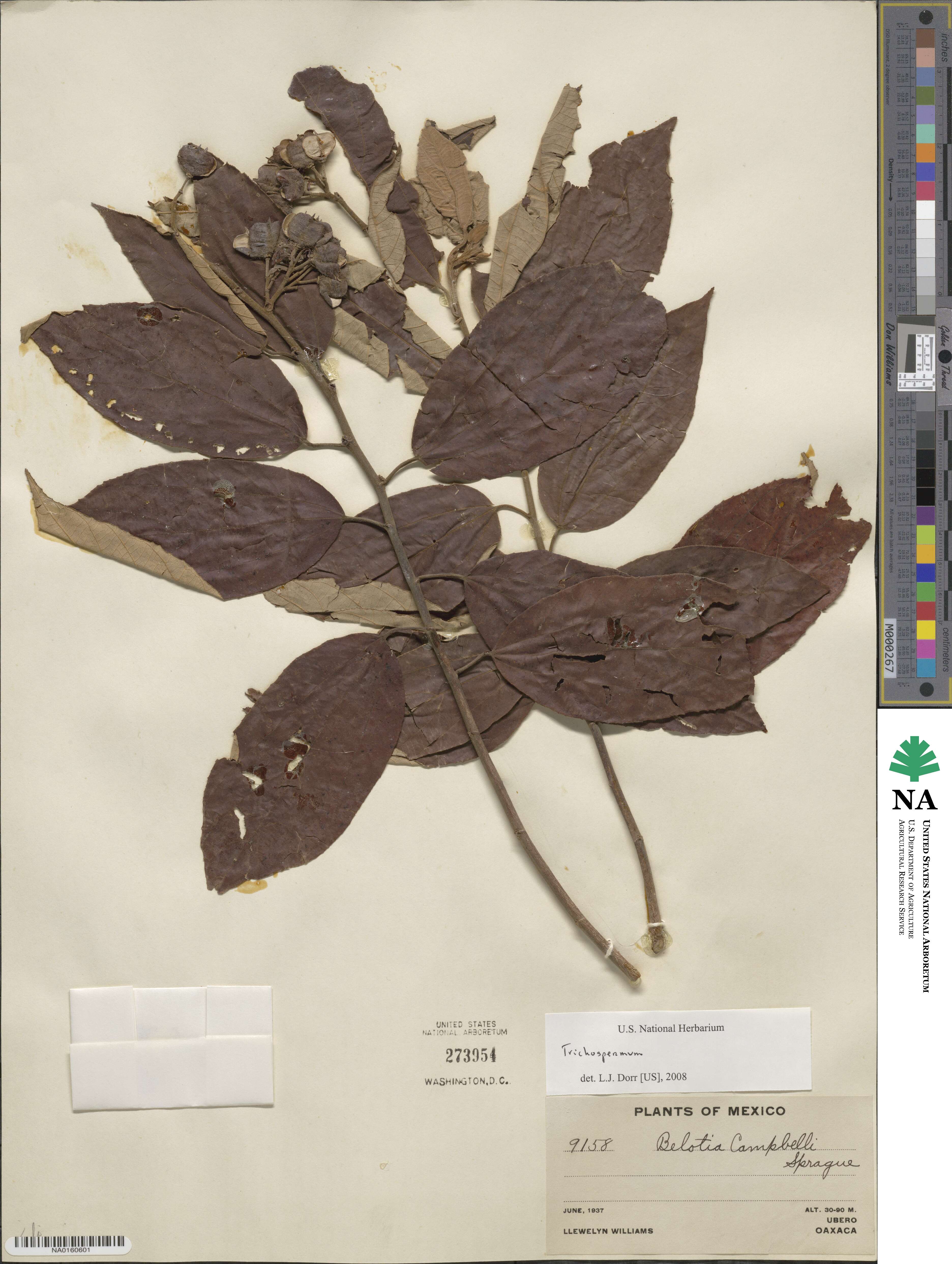 Trichospermum image