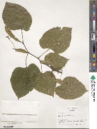 Tilia americana image