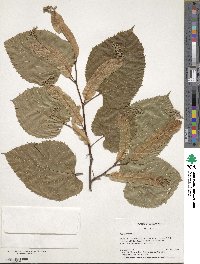 Tilia americana image