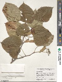 Tilia americana image