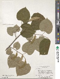 Tilia americana image