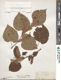 Tilia americana image