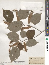 Tilia americana image