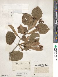 Tilia americana image