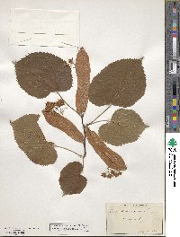 Tilia americana image