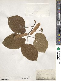 Tilia americana image