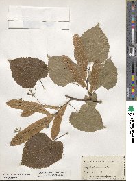 Tilia americana image