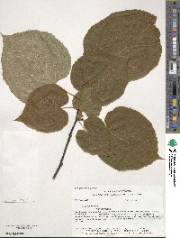 Tilia americana image