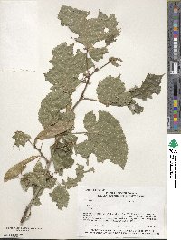 Tilia americana image