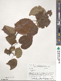 Tilia americana image