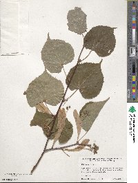 Tilia americana image