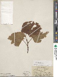 Tilia americana image