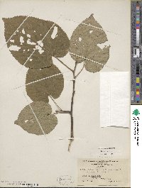 Tilia americana image