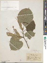 Tilia americana image