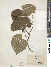 Tilia americana image