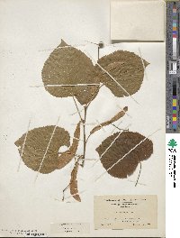 Tilia americana image