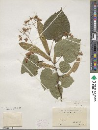 Tilia americana image