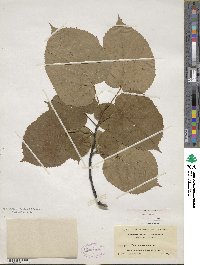 Tilia americana image