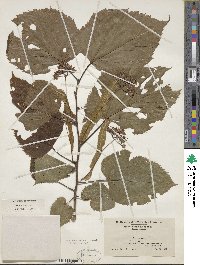 Tilia americana image