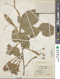 Tilia americana image