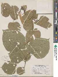 Tilia americana image