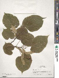 Tilia americana image