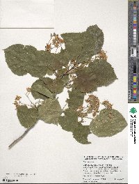 Tilia americana image