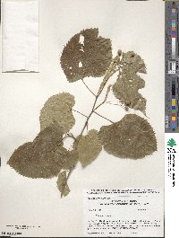 Tilia americana image