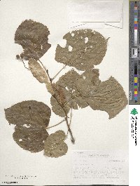 Tilia americana image