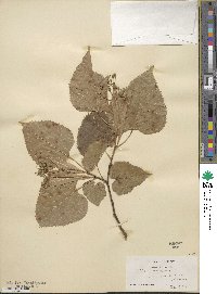 Tilia americana image