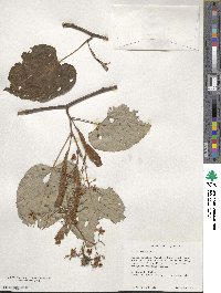 Tilia americana image