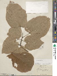 Tilia americana image