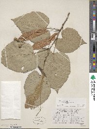 Tilia americana image